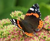 Red Admiral Butterfly 9A72D-03